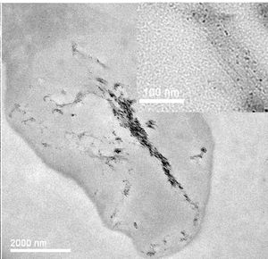 Uhlíkové nanotrubice pronikají do makrofágu. Snímek byl pořízen transmisním elektronovým mikroskopem (foto University of Cambridge)